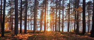 Andreas Lennerös bild av solen över Luleälven  