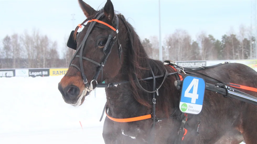 4-åriga Skellefteåstoet Soccerbox imponerade stort igen när hon vann tredje raka på isbana under Umåkers V64-kväll.
