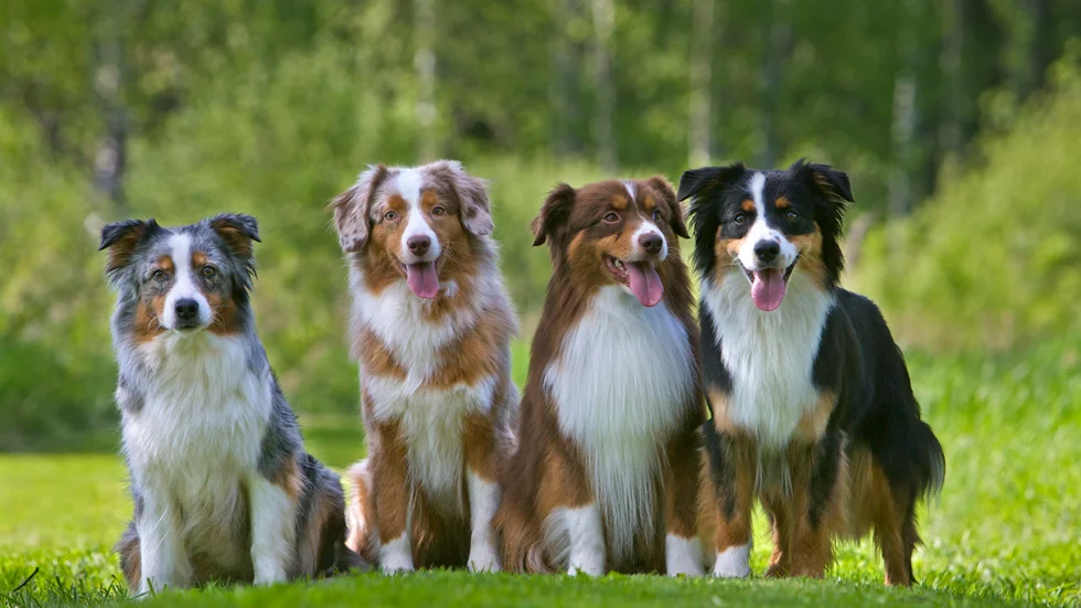 Bland hundraserna som ökade stod miniature american shepherd för den största uppgången, med hela 249 nya hundar. Det innebär att MAS även tog sig in på 20-i-topp-listan.