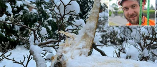 Expertens råd vid snöskador: "Ge trädet en chans" • Tipsen – så bör du såga