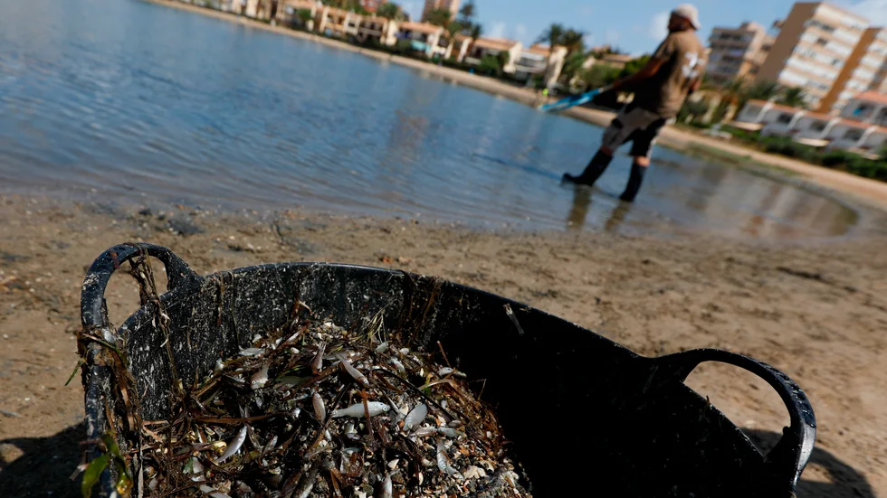 Död fisk samlas upp i Mar Menor, en omtyckt lagun längs Medelhavskusten i Múrcia, Spanien. Fiskdöden inträffade på grund av utsläpp i området för ett år sedan, då bilden också är tagen.
