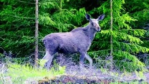 Obekymrad. Älgen travar lugnt på i den skog där den finner sin föda. Lyckligt omedveten om vilka debatter som förs bland människorna.Foto: SVEN-OLOF AHLGREN/Scanpix