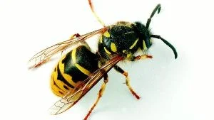 Fruktad. Många som är allergiska aktar sig extra noga för getingstick. Det är ovanligt många som får kraftiga reaktioner efter getingstick i år.  Foto: Thure Wikberg/SCANPIX