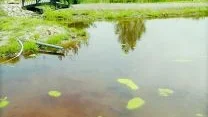 Gräskarpar sökes. Dammarna vid Bastuviken är ett trevligt inslag på Lysingsbadet. "Problemet är att hålla rent i dammarna", säger Axel Ärlebrandt som nu har ansökt om att få plantera ut gräskarpar. FOTO: MATTIAS AHLM