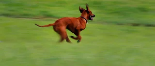 Påkörd hund i Enköping ledde polisen till en rattfyllerist • Hunden kördes av patrullen till veterinär