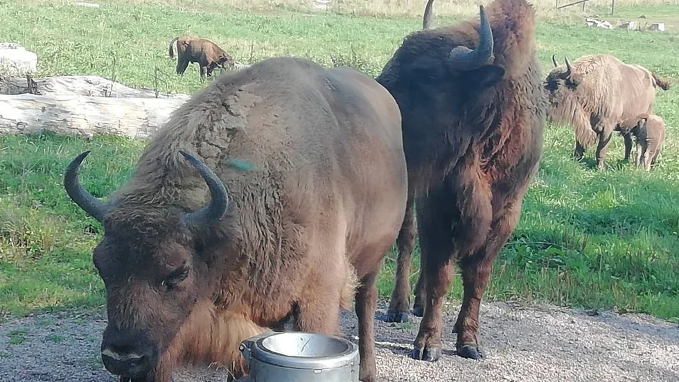 Enköpings Demensförening har besökt Visentparken i Avesta.