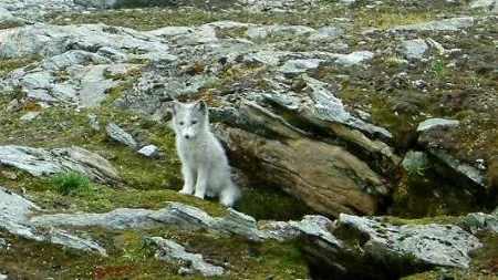 Naturfilmaren Ingemar Lind kommer på fredag kväll till församlingshemmet i Överum där han kommer att berätta och visa sin film om fjällräven.Foto: Ingemar Lind