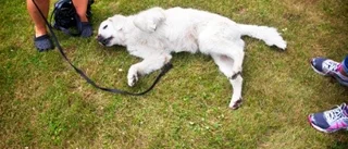 Inga problem att semestra med hund