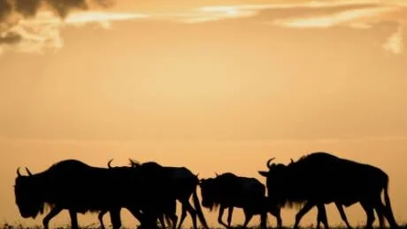 Södra Afrika gör skäl för smeknamnet Afrikas hjärta av flera skäl. Inte bara den storslagna naturen utan ochskå det faktum att länderna där på bara några decennier genomgått en omvälvande resa. Foto: Scanpix