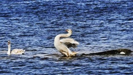 Tonårssvanarna som efter en lång stunds putsning av fjädrar sträcker på sig och hoppar ner i vattnet.Foto: Ellen Nielsen Kindstrand
