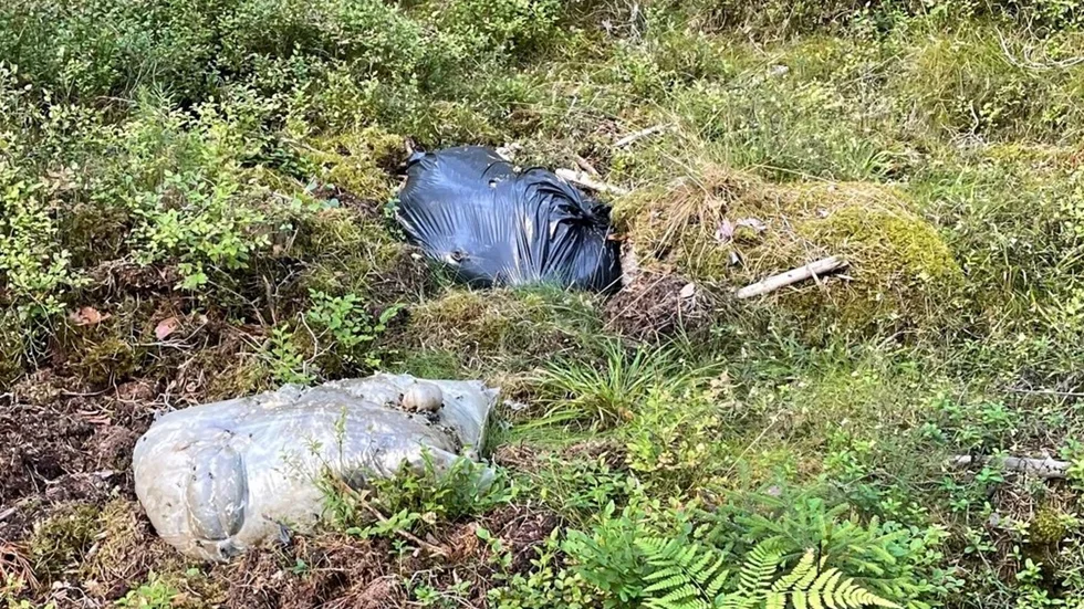 Rester av ett eller flera slaktade djur upptäcktes i ett skogsparti i Hällby i början av augusti.