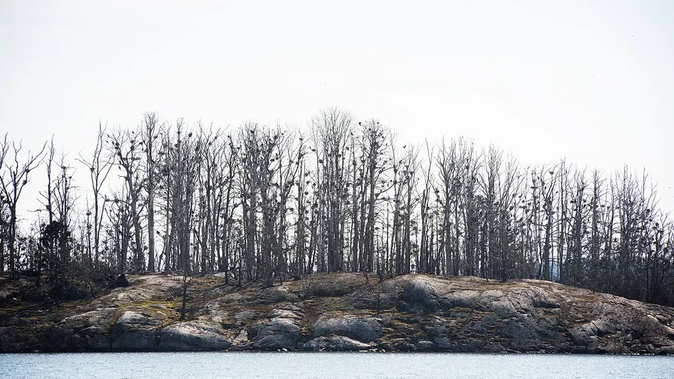 Hur tydlig måste man vara om Snöholmen med omnejd, undrar insändarskribenten om ön i Trosas skärgård.