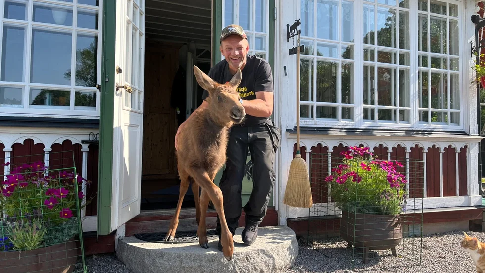 Älgkalven Xray blev bortstött av sin mamma vid födseln, och sedan mitten på maj är han inneboende hos Leif Lindh och hans fru Ilona.