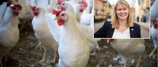 Trots eko-böndernas kris – inga förändringar i sikte för Krav: "Det är en utmanande tid"