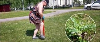 Kyrkmalmen i Älvsbyn har fått lite kärlek: "Nästa år kommer det att växa fullt med vackra ängsblommor"
