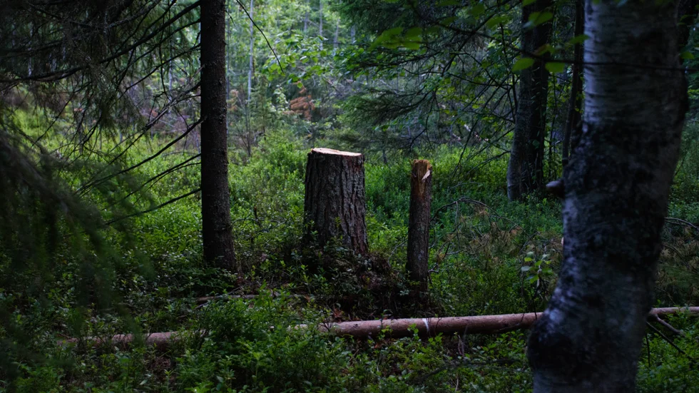 "Ja, vi ska spara skog i naturreservat. Vi ska uppfylla de mål EU satt upp. Men i övrigt så är min uppfattning att skogen bör brukas", skriver Peter Roslund i sin replik