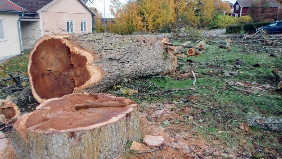 Det stora trädet utanför Almgården i Julita har fallit. FOTO:  PRIVAT