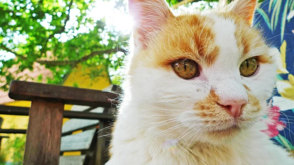 Tommy i Barva tror inte att katter överges. Han tror att de gör samma sak som hans Simpe, på bilden, drar till någon annan eller springer bort.