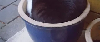 Katten Elvis togs utanför sin dörr: "En mardröm" – hundägaren polisanmäld: "Jag mår jättedåligt"