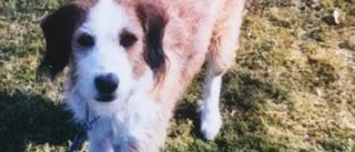 Hunden Alfons spårlöst försvunnen - Mariefredsbor engagerar sig