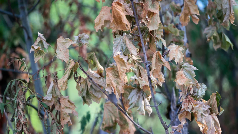 "Klimatförändringarna och jordens ökande medeltemperatur påverkar i högsta grad Kalmar läns skogar", skriver Skogssällskapet, som vill se flera åtgärder för klimatanpassat skogsbruk.