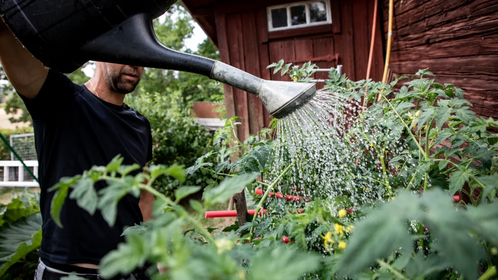 Samla vatten från duschen och vattna växterna utomhus, tipsar insändarskribenten.