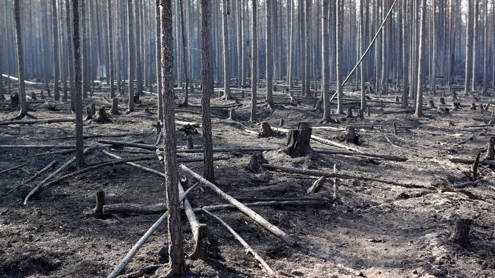 Miljöpartiet anser att de har en vass klimatpolitik och nu vill de se om andra partier drar för slutsatser av extremvärmen och efterföljande skogsbränder.  FOTO: MATS ANDERSSON/TT