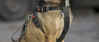 Låt hunden få följa med