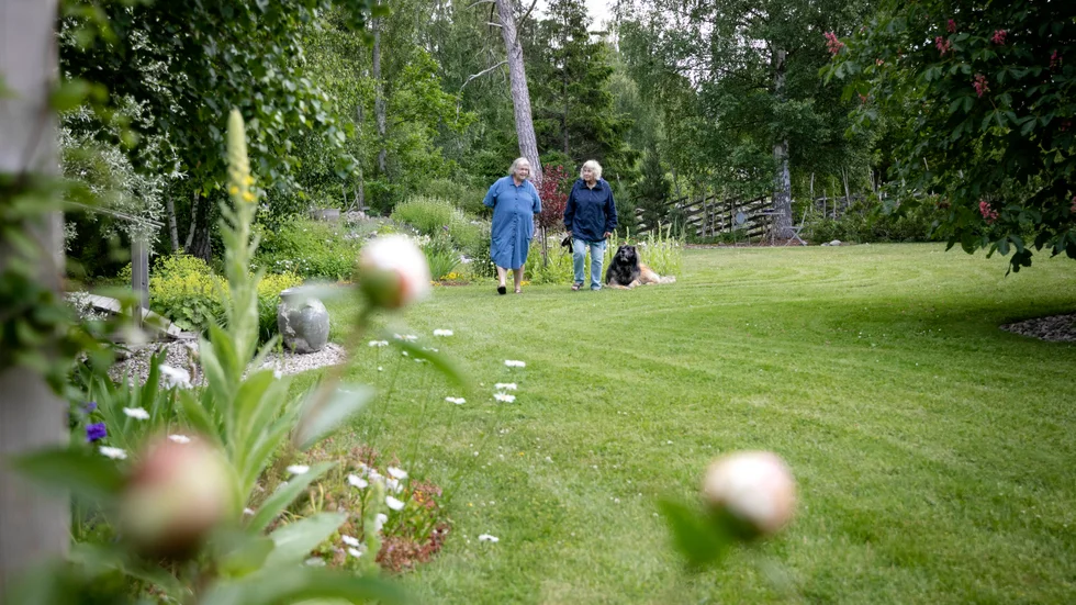 Ann-Louise Larsson blev första besökaren när Ulla Lindell öppnade sin trädgård på tisdagen. Här vandrar de runt i den stora trädgården med hunden Wille.