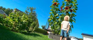 Melkers solros når nästan ända till himlen