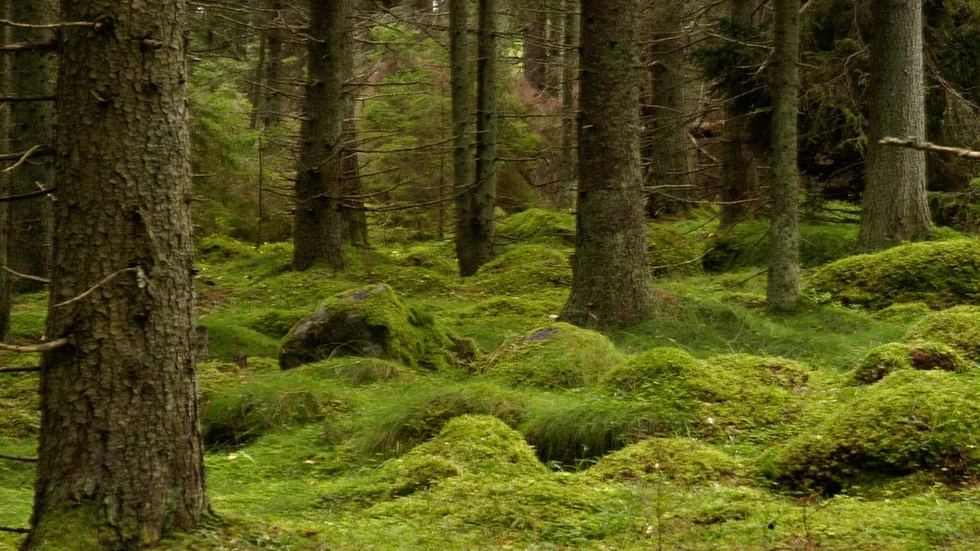 Självklart värnar Miljöpartiet äganderätten och att skogsägare ska få ersättning när de avsätter sina skogar i till exempel naturreservat, skriver Stina Bergström (MP) med flera.   FOTO: HASSE HOLMBERG
