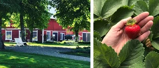 Rekordtidiga jordgubbar på Solby gård: "Det är superroligt"