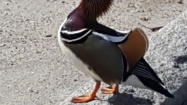 Den här färgglada gynnaren trivdes i solgasset i Mariefreds hamn på onsdagseftermiddagen.