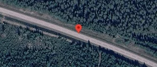 Älgkalv på fel sida viltstängslet på E4