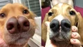 Hund med kluven nos ger ledtråd om gomspalt