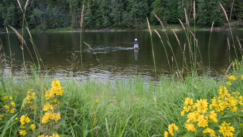 I Råne älv är laxfisket nu stoppat på obestämd framtid.