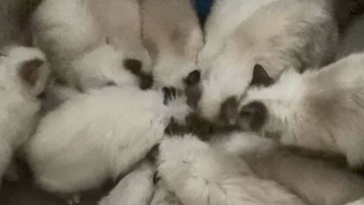 Totalt 96 katter har nu omhändertagits från samma familj. Den här bilden togs nyligen i en lägenhet på 50 kvadratmeter där 55 katter bodde.
