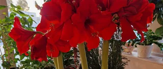 Dagens läsarbild: Blomsterprakt