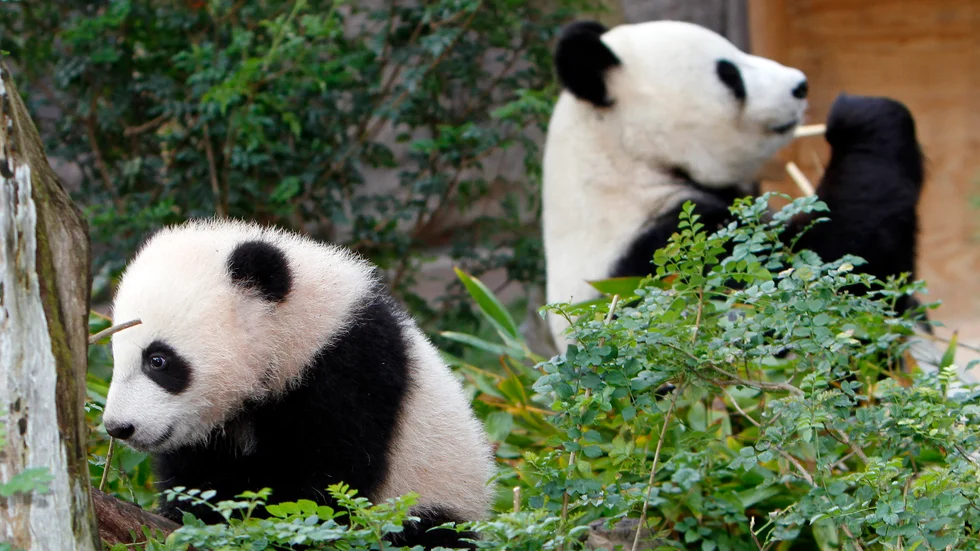 Pandor som tidigare varit utlånade till San Diego Zoo i Kalifornien. Arkivbild.