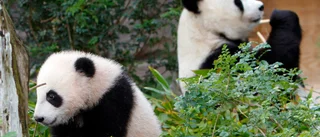 Kina kan låna ut pandor till USA igen