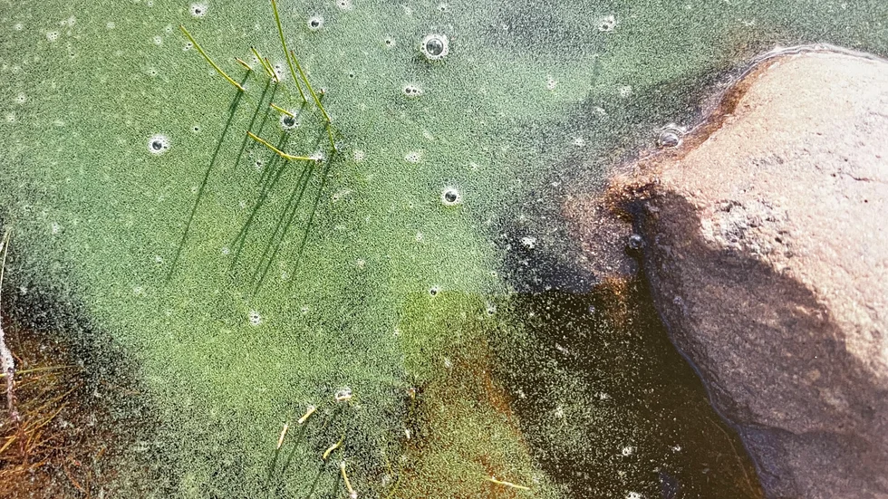 Blomning av cyanobakterien Dolichospermum lemmermanni i Skellefteå kommun.