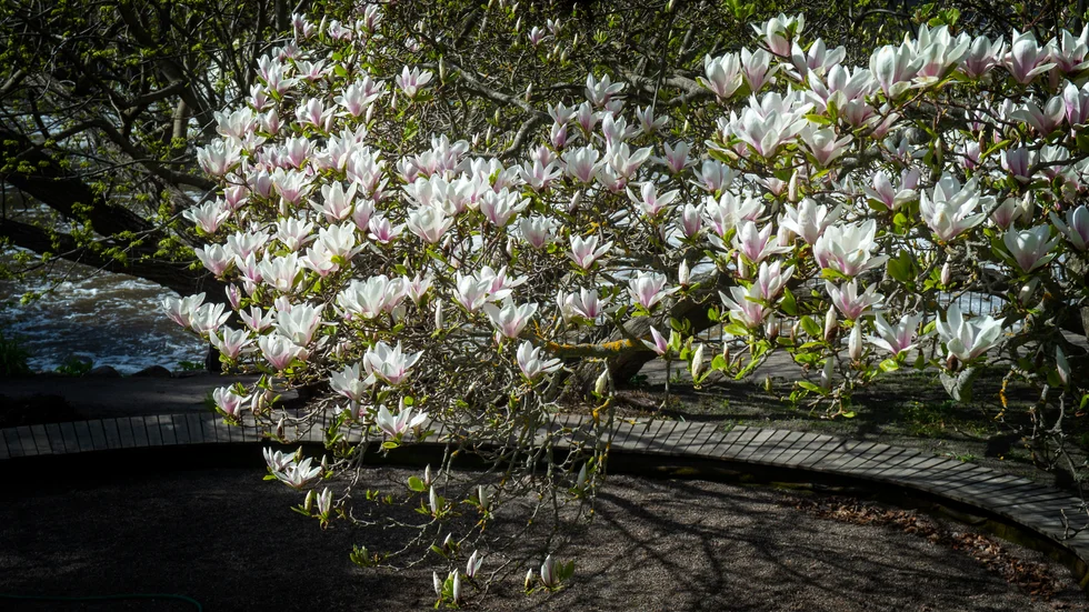 
Magnoliaträden vid Nyköpingsån är några av de uppskattade växterna i centrala Nyköping. Arkivbild