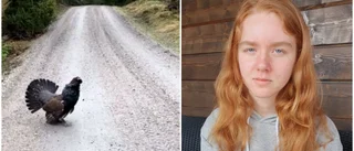 Saga jagades av galen tjäder – klippet har setts av en miljon