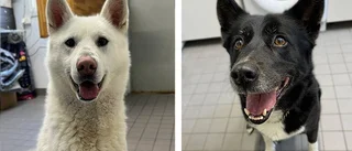 Länsstyrelsen söker nytt hem till "brutalt vänlig" hund