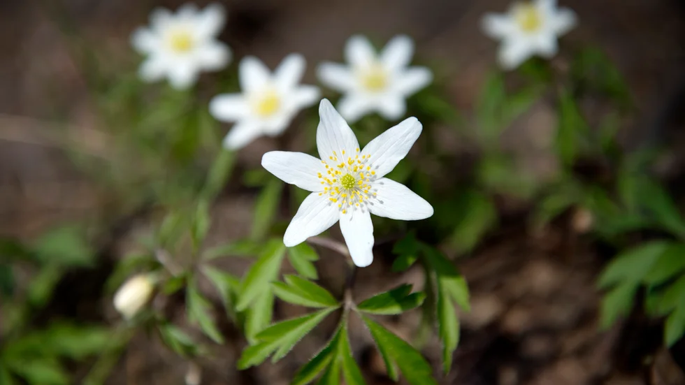 En smart blomma?