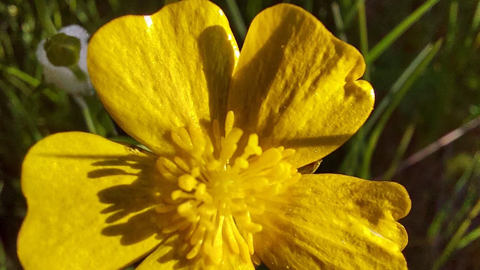 Smörblomma.