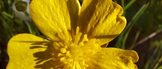 Läsarbild: Smörblomma i Ersnäs