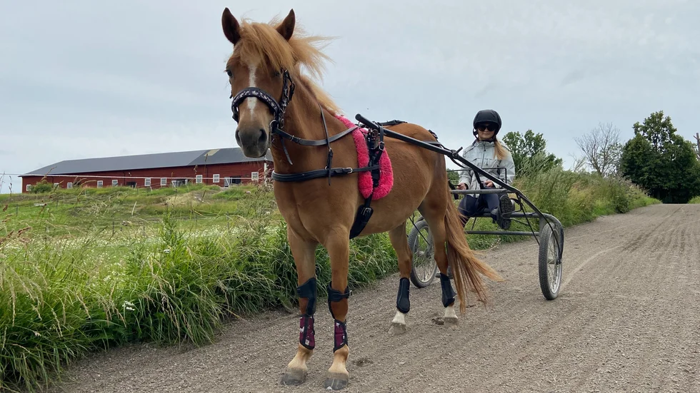 Myra Hansson, 17 år, och hennes nya satsning på framtiden: Kattedals Ruth. 