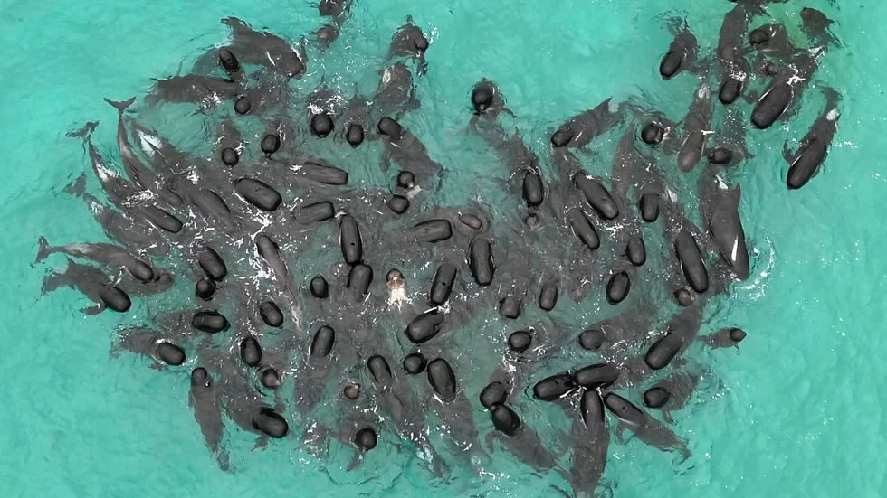En flock pilotvalar har samlats nära Cheynes Beach i Australien. Arkivbild.