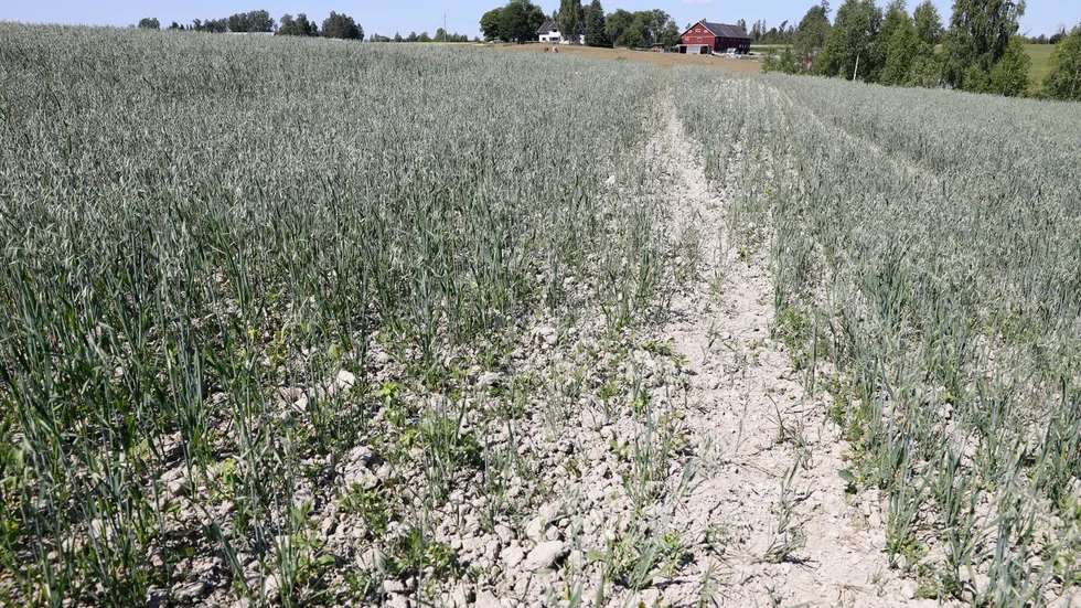 Skellefteområdet drabbades hårt av fjolårets extrema torka.
